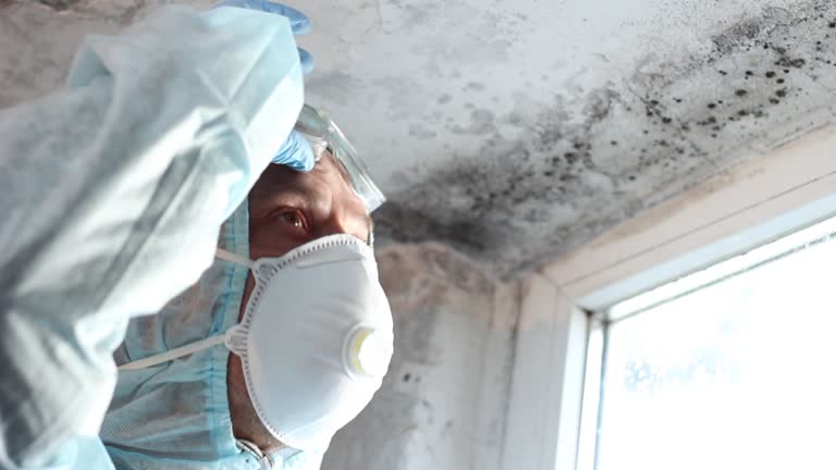 Best Environmental Consulting for Mold Prevention  in Timpson, TX